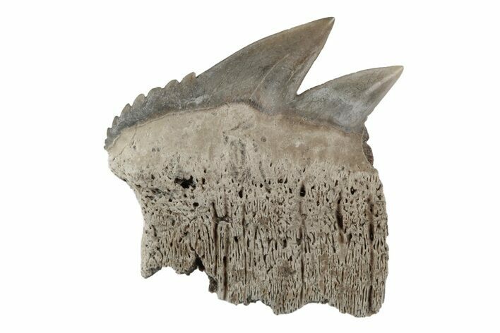 Partial, Fossil Cow Shark (Notorhynchus) Tooth - Aurora, NC #184556